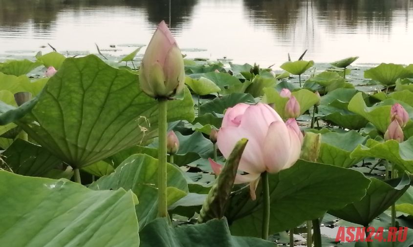 где в приамурье лотосы цветут: нежные цветы уже распустились на трех амурских озерах