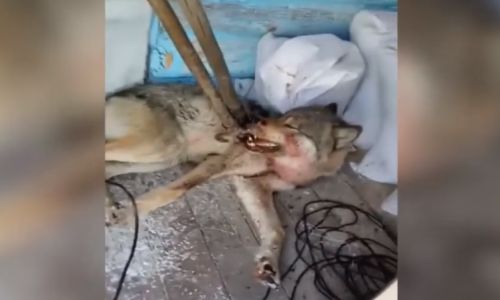у волка, атаковавшего собаку в ромненском районе, обнаружили бешенство