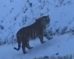 Иностранцы, работающие в Амурской области, специально подделывают видео о встрече с тигром