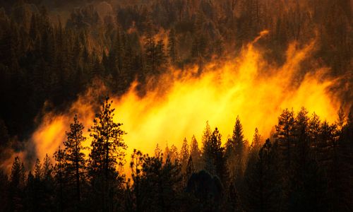 greenpeace предупредил о риске повторения большого пожара в сибири в 2020 году
