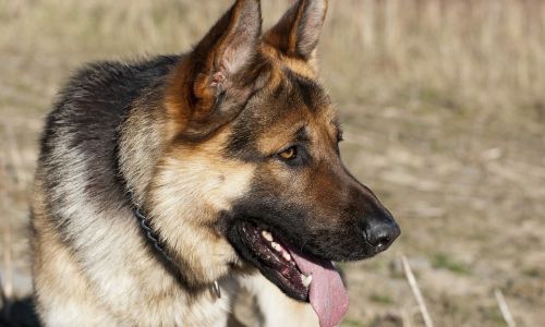 в шимановске служебная собака помогла полицейским найти наркотики