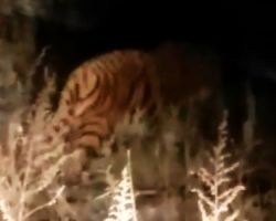 «Было неожиданно и немного страшно»: амурчанин рассказал о встрече с тигром