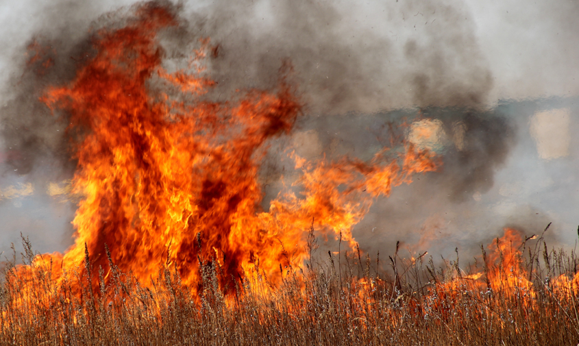 камеры в лесах приамурья помогли обнаружить почти тысячу пожаров
