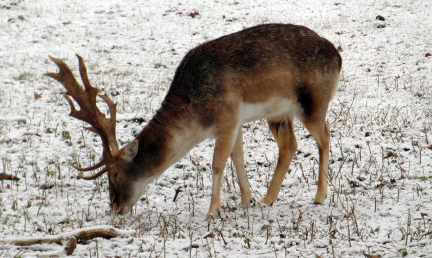 аномальные морозы «выгнали» браконьеров из лесов в приамурье
