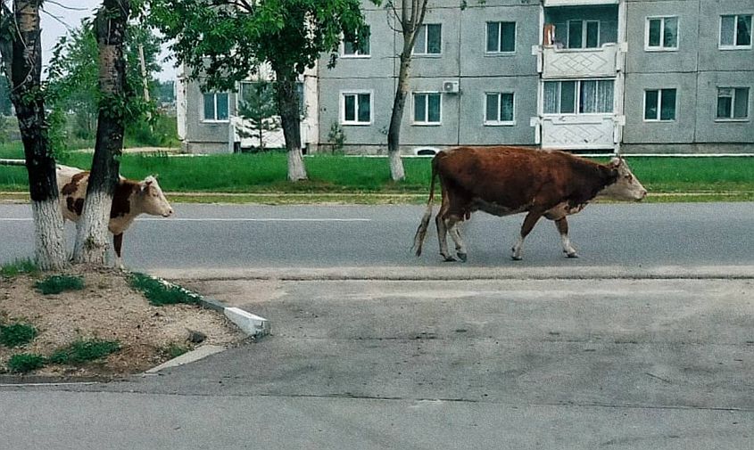 шимановск вновь оккупировали коровы: с владельцев бродячих животных взыщут ущерб
