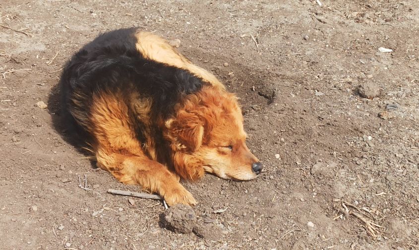 в шимановске бездомная собака напала на 11-летнюю девочку и откусила кусок куртки