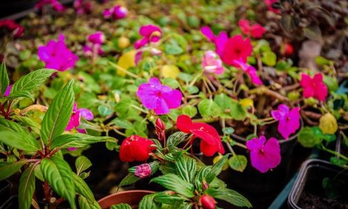 новые сорта и растения: к лету на клумбах благовещенска высадят более 360 тысяч цветов 
