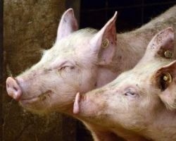 Амурчанам может грозить уголовная ответственность за разведение свиней до окончания карантина по АЧС