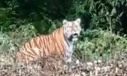 тигрица амба поиграла в гляделки с человеком в бурейском районе 
