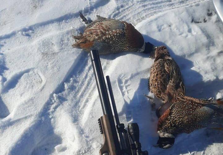 Амурские браконьеры отстреливают фазанов, которые из-за глубокого снега выходят на дороги