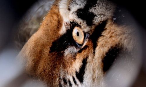 тигр напал на лесозаготовителя в хабаровском крае