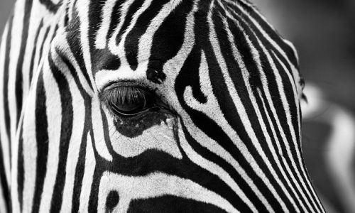 ученые выяснили предназначение полосок у зебр