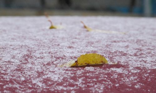 на покров в центральных и южных районах приамурья выпал первый снежок
