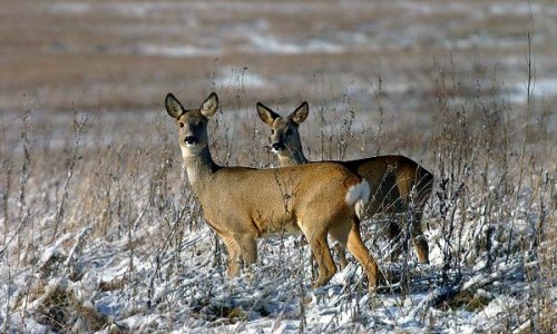 застрелили трех косуль вместо одной: амурчане заплатят 240 тысяч рублей за незаконную охоту