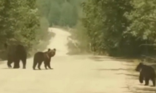 соцсети: в зейском районе на дорогу вышла медведица с медвежатами