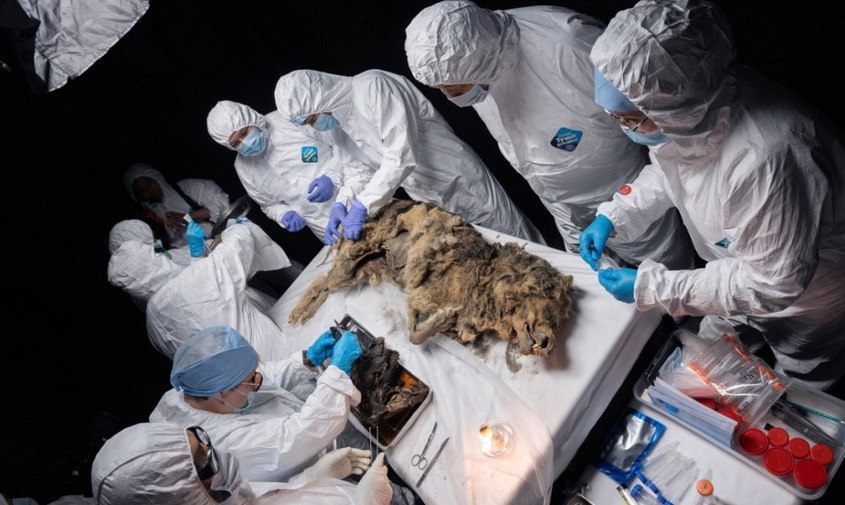 российские ученые вскрыли мумию волка, которой 44 тысячи лет
