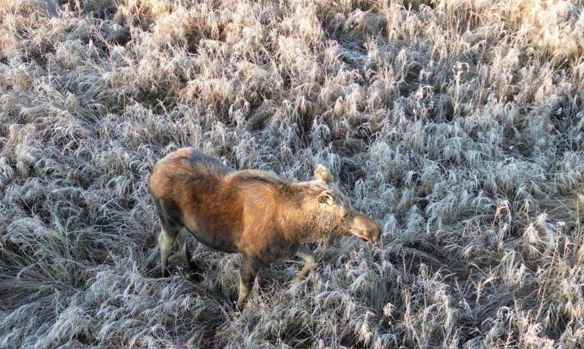 «Могут притворяться статуей»: в Ромненском округе заметили меланхоличную лосиху