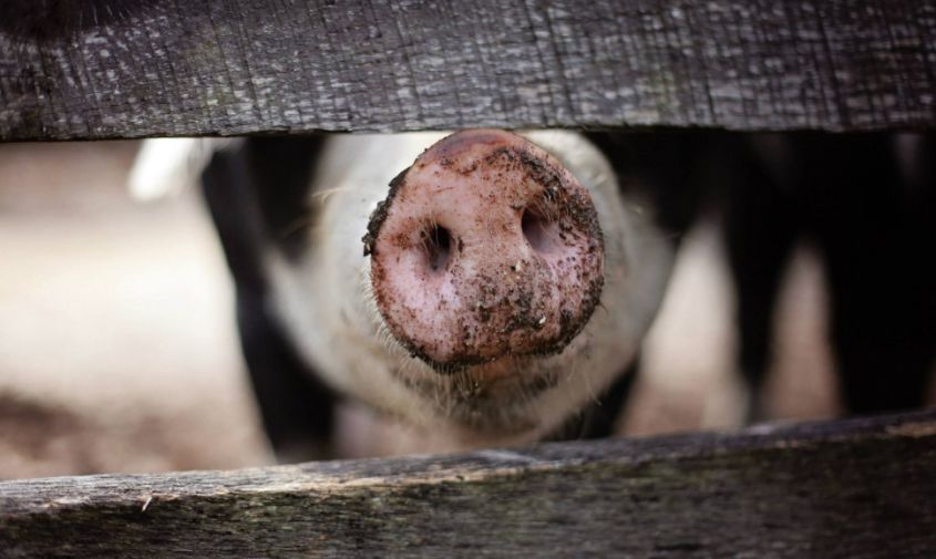 последствия чумы: за пять лет поголовье свиней в приамурье сократилось в восемь раз
