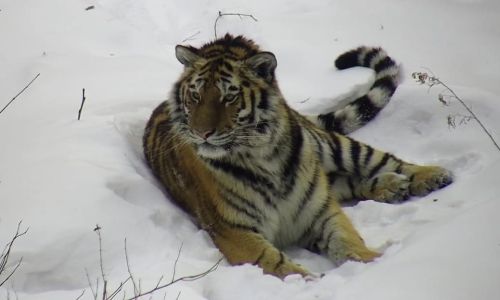 в нацпарке в хабаровском крае нашли обезглавленный труп амурского тигра