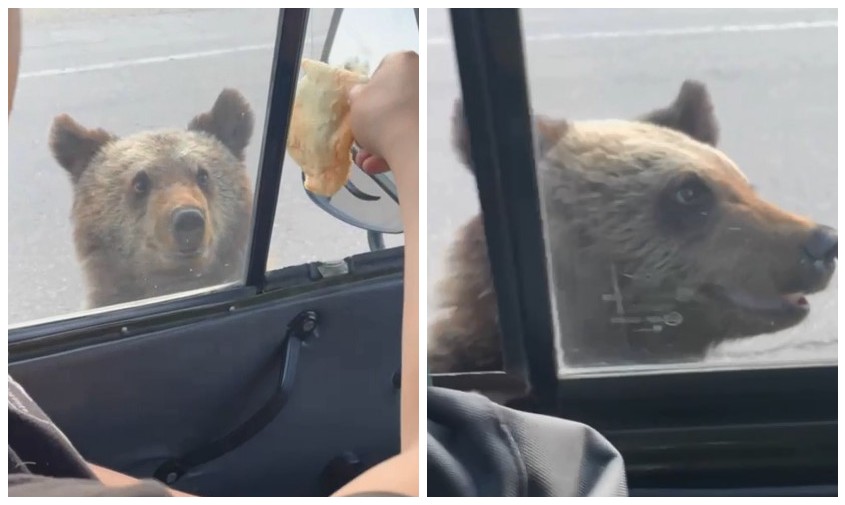 якутские пожарные-десантники, возвращаясь из приамурья, угостили дикого медведя чебуреком
