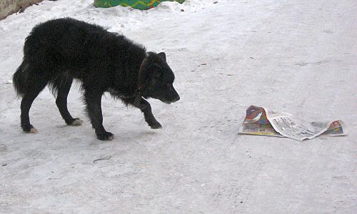 регионы предложили ввести возможность усыплять агрессивных бродячих животных
