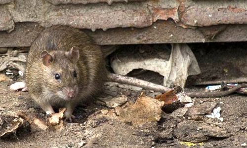 жители тынды снова пожаловались на нашествие крыс
