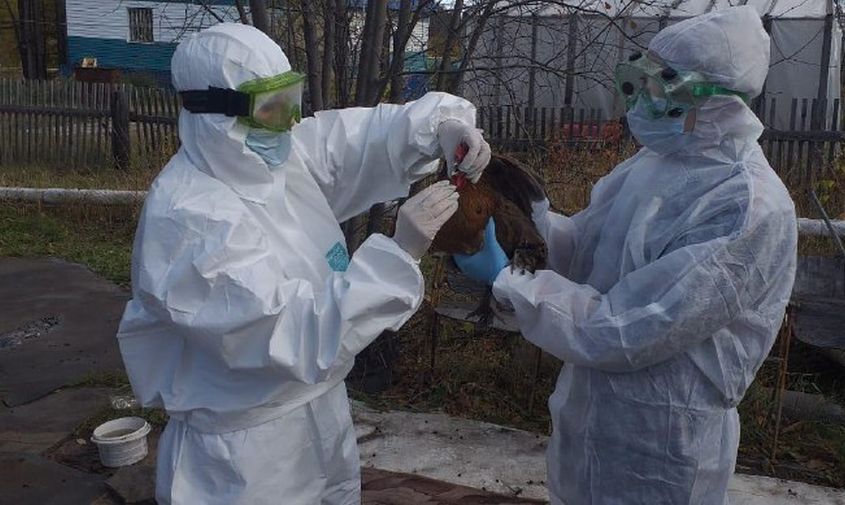 в австралии выявили первый случай заражения человека птичьим гриппом