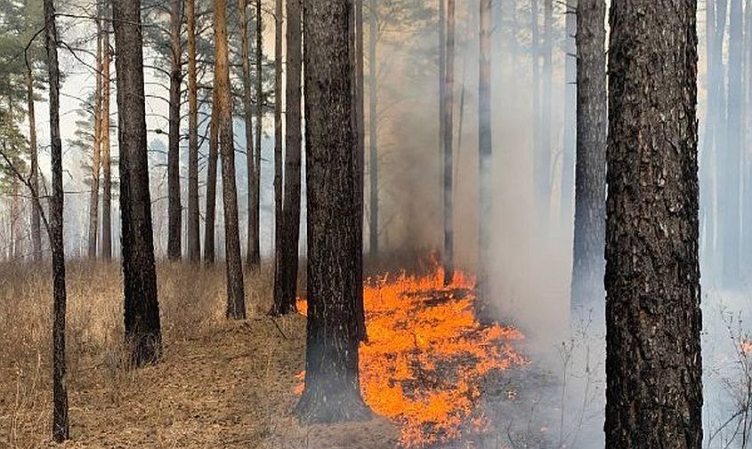 на севере приамурья тушат два спровоцированных грозами лесных пожара