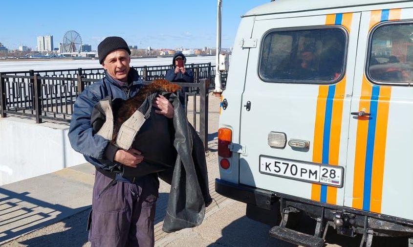 внимательный благовещенец, спасатели и пограничники спасли пса, попавшего в ловушку амура
