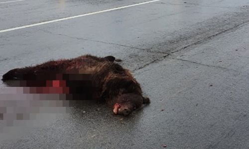 погиб второй медвежонок с тындинской трассы