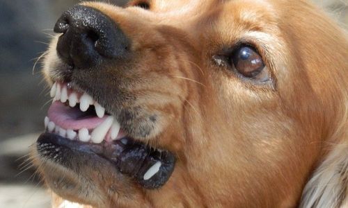 в приамурье оштрафовали 120 владельцев собак, чьи питомцы покусали людей или других животных
