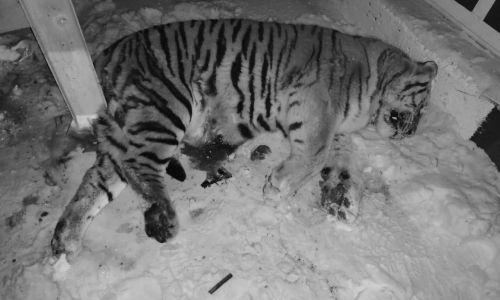 в хабаровском крае автомобиль снова насмерть сбил тигра
