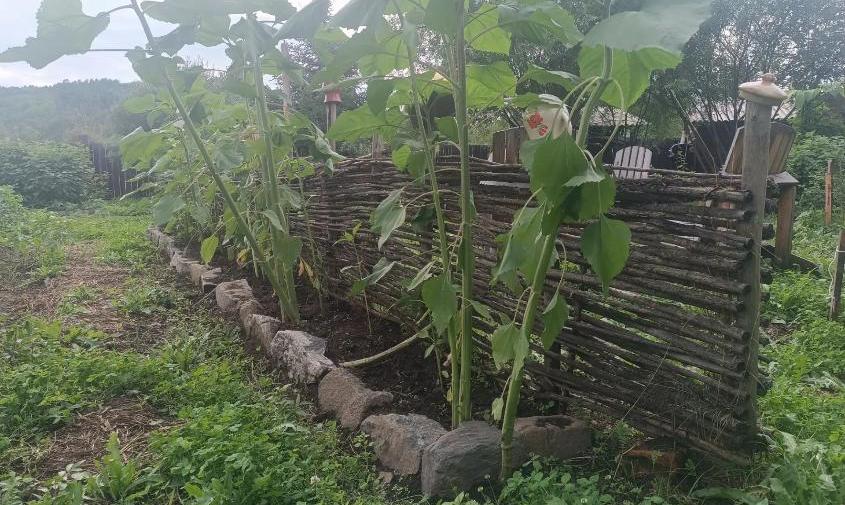 Прогноз погоды в Амурской области на 16 августа