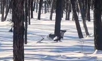 «Пусть бежит молодой»: амурский охотник пощадил северного оленя, которого встретил в лесу