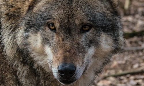 волк устроил бойню в селе мазановского района 
