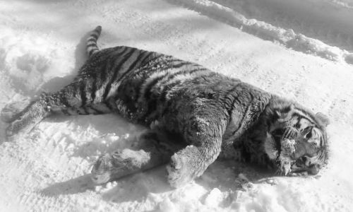 в хабаровском крае повздорили два тигра: схватка закончилась гибелью молодого самца
