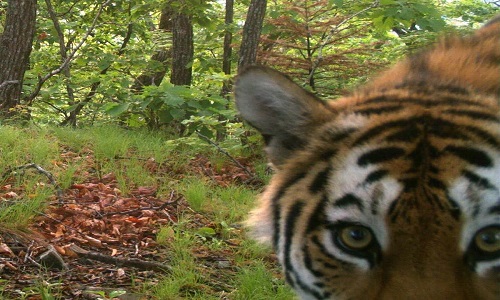 жизнь тигров в приамурье: елена ищет жениха, павлик продолжает скитания
