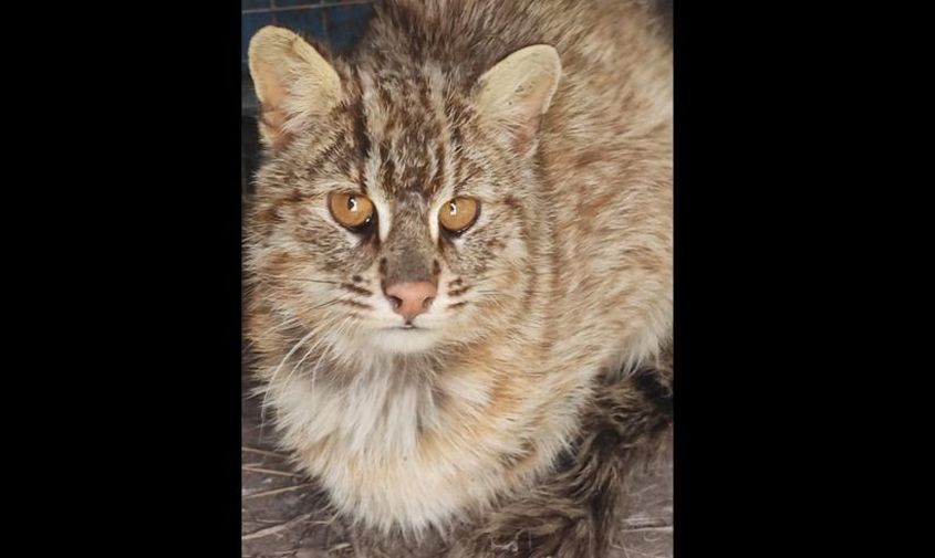 ветеринары спасли редкого амурского лесного кота, который попал под колеса автомобиля в приморье