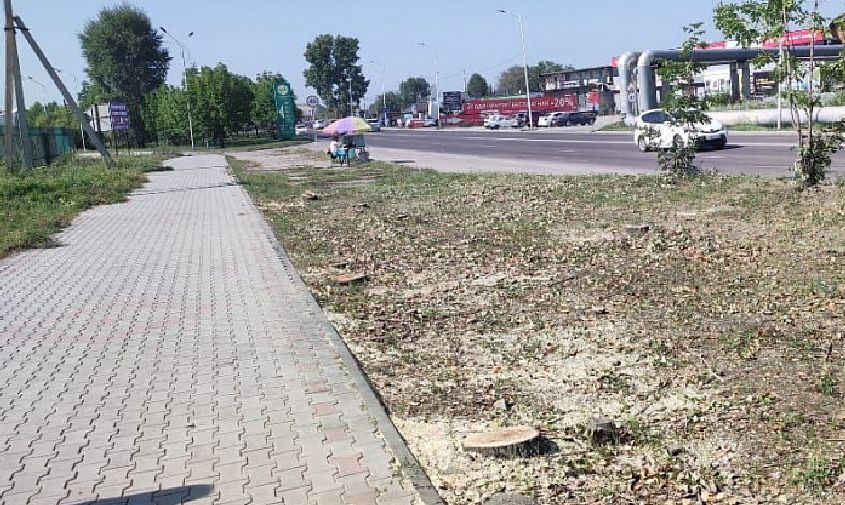 с иностранцев, срубивших деревья в микрорайоне благовещенска, взыщут три миллиона рублей