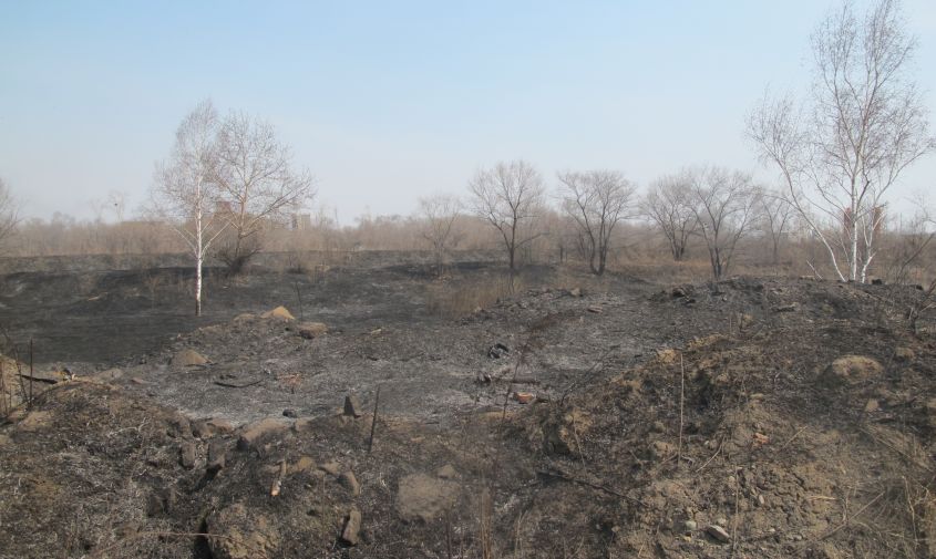 огонь в приамурье за сутки прошел 119 гектаров
