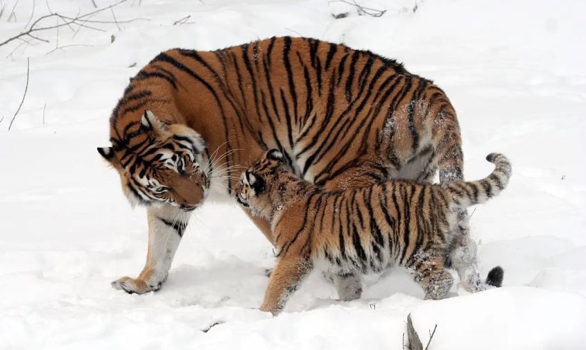 еще одна тигрица в приамурье стала мамой
