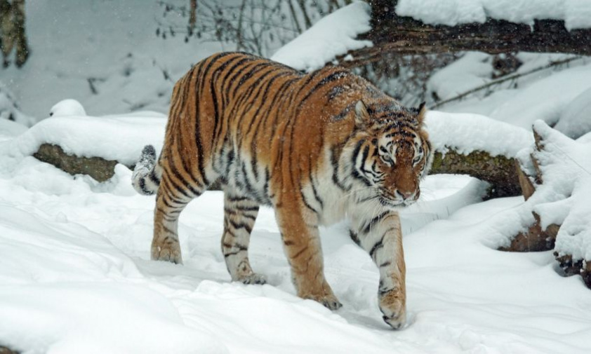 житель хабаровского края погиб после нападения тигра