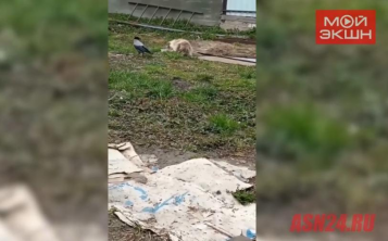 Часть прячет под кирпичом: ворона Каркуша наведывается к кошке экс-амурчанки за угощением