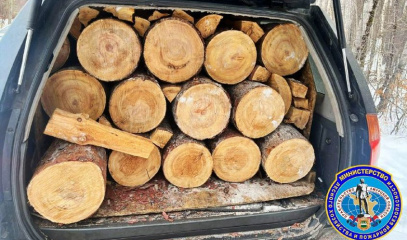 Жителю Тынды грозит уголовное дело за спиленные деревья, которые по договору обошлись бы всего в 11 рублей