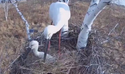 Заботливый папа и муж: в Березовском заказнике аист Амур опекает супругу и будущих птенцов