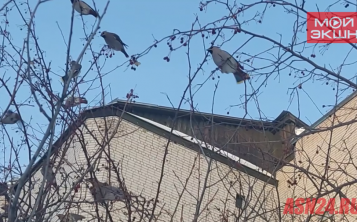 Стаю прожорливых свиристелей заметила жительница Благовещенска в микрорайоне
