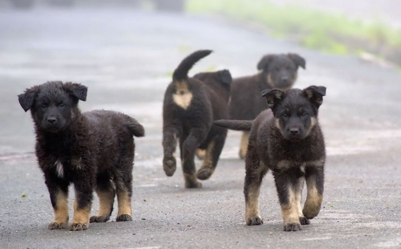 в белогорске объявили очередной аукцион на отлов собак: участников нет
