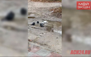 «Жизнь хороша!»: голуби, купающиеся в луже, научили благовещенку радоваться дождю