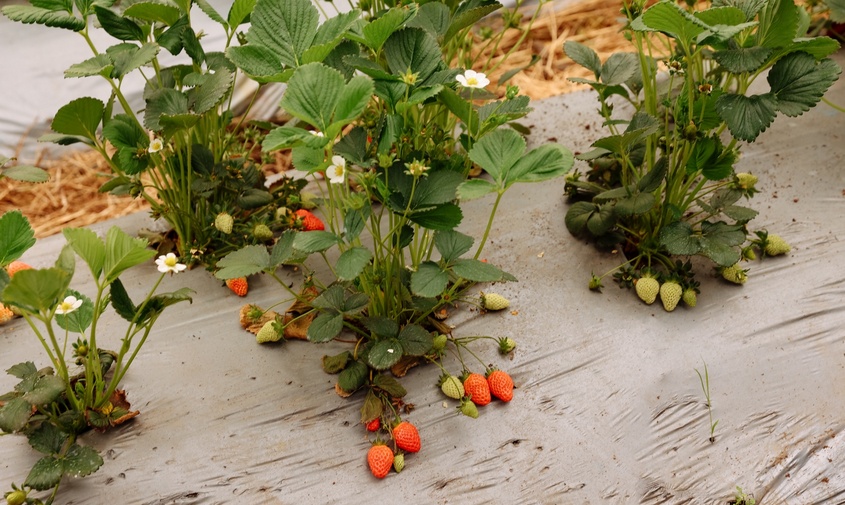 амурские фермеры круглый год выращивают клубнику благодаря теплицам нового поколения

