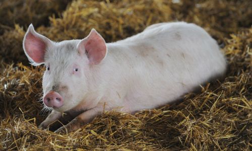 амурчан, заводящих свиней в угрожаемой зоне по ачс, предложили лишать компенсаций
